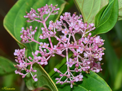 Medinilla