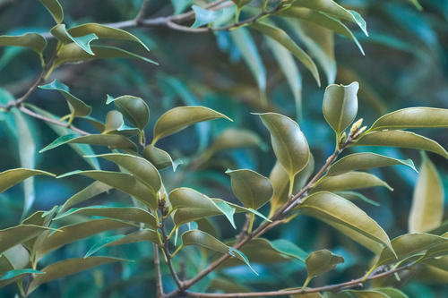 Image of Castanopsis sieboldii by (c) WATANABE Hitoshi 渡辺仁, some rights reserved (CC BY)