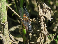 Cicadetta montana