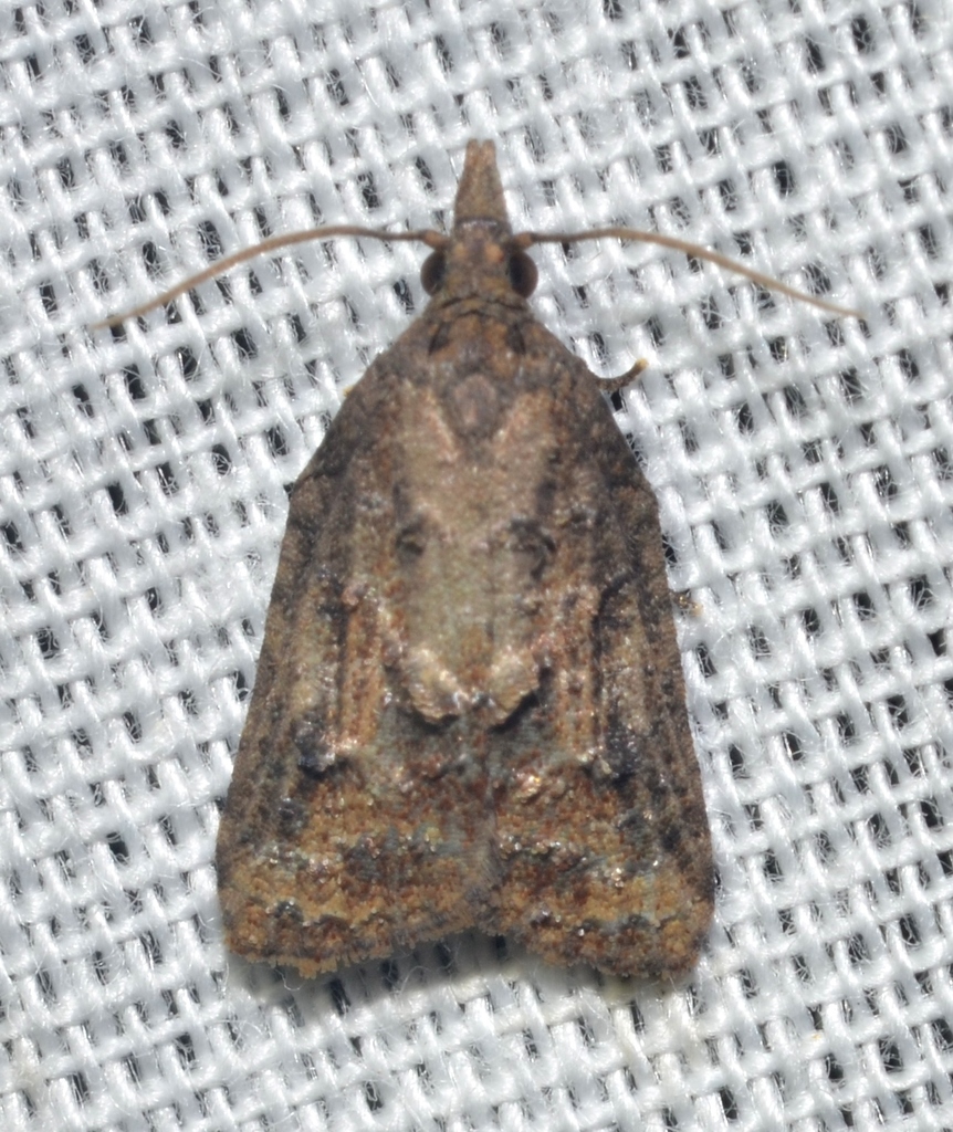 Tufted Apple Bud Moth