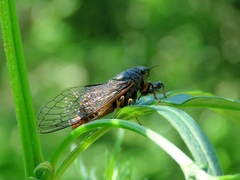 Cicadetta montana