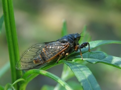 Cicadetta montana