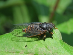 Cicadetta montana