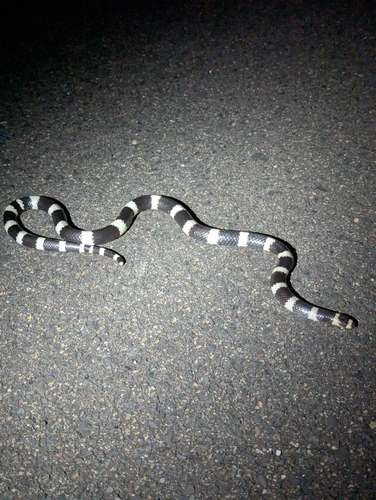 Eastern Bandy Bandy sighting