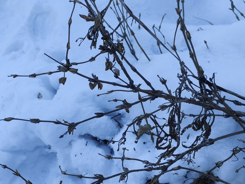Lonicera hispida, photograph 2