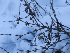 Lonicera hispida, photograph Nina Filippova, CC BY, iNaturalist via GBIF