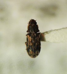 Synchita lecontei