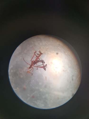 Gelidium pusillum observed 2024-11-25