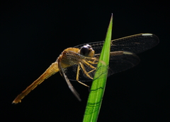 Crocothemis servilia
