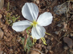 Oenothera albicaulis