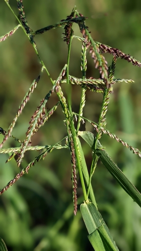 Image of Urochloa mutica by (c) 許文俊, some rights reserved (CC BY-SA)