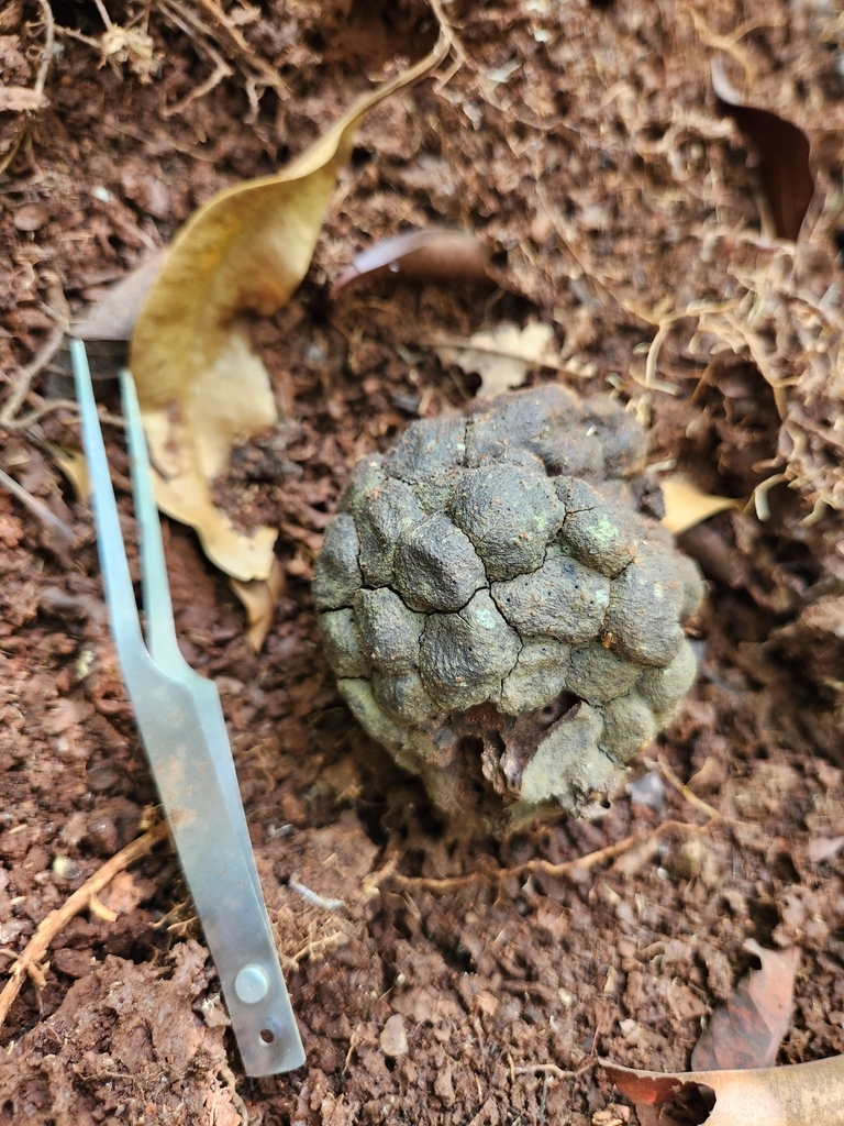 Nasutitermes gaigei