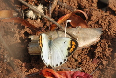 Colotis aurora