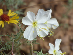 Oenothera albicaulis