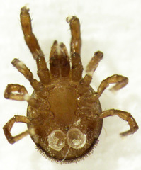 Berzercon ferdinandi