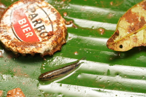 Green-banded rivulus (Laimosemion xiphidius) — Rivulidae — 2