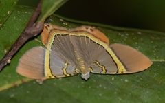 Phrygionis paradoxata
