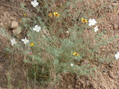 Oenothera albicaulis