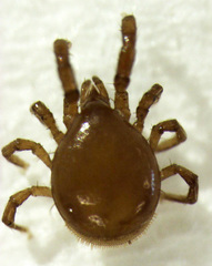 Berzercon ferdinandi