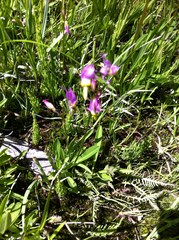Dodecatheon