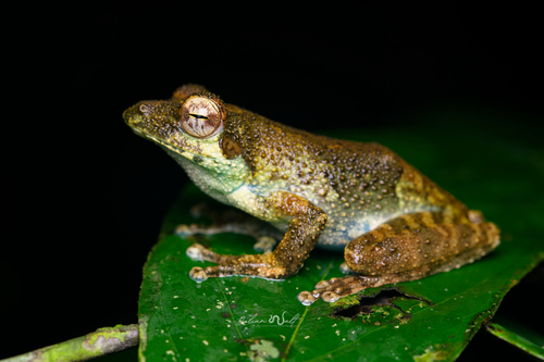 African foam-nest tree frog