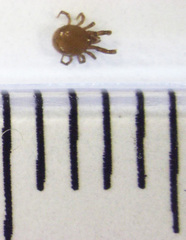 Berzercon ferdinandi