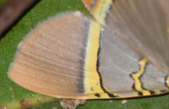 Phrygionis paradoxata