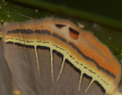 Phrygionis paradoxata