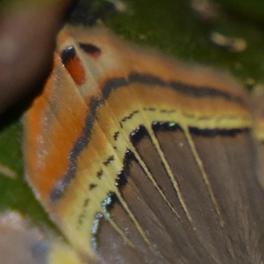 Phrygionis paradoxata