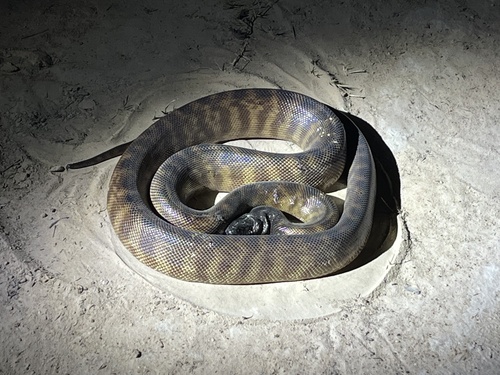 Black-headed Python sighting