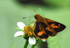 Oriens goloides