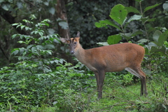 Muntiacus vaginalis