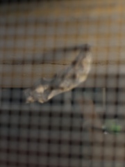 Apatelodes torrefacta