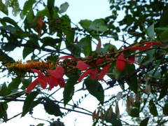 Warszewiczia coccinea