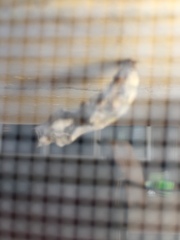 Apatelodes torrefacta