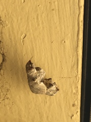 Apatelodes torrefacta