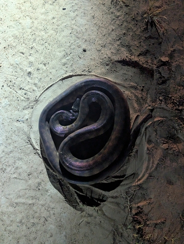 Black-headed Python sighting