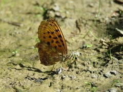 Boloria thore