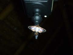 Margaroniini