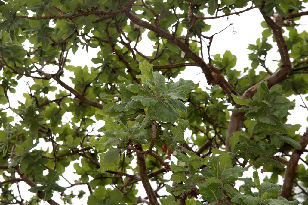 Largeleaf Corkwood