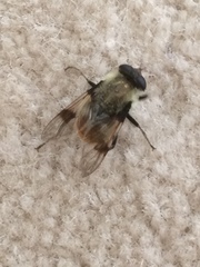 Sericomyia flagrans
