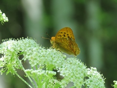 Argynnis sagana