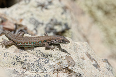 Atlantic Lizard photo 2