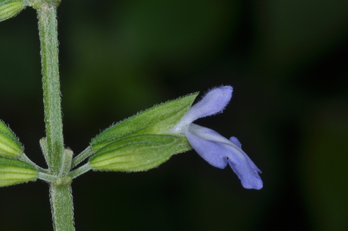 Image of Salvia personata by (c) aacocucci, some rights reserved (CC BY)