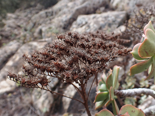 Aeonium lancerottense