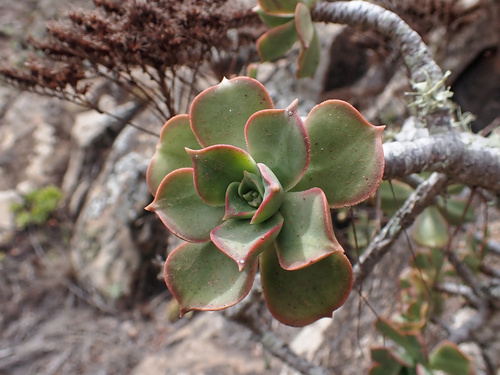 Aeonium lancerottense