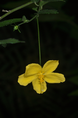 Image of Pavonia sepium by (c) aacocucci, some rights reserved (CC BY)