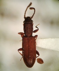 Silvanus bidentatus
