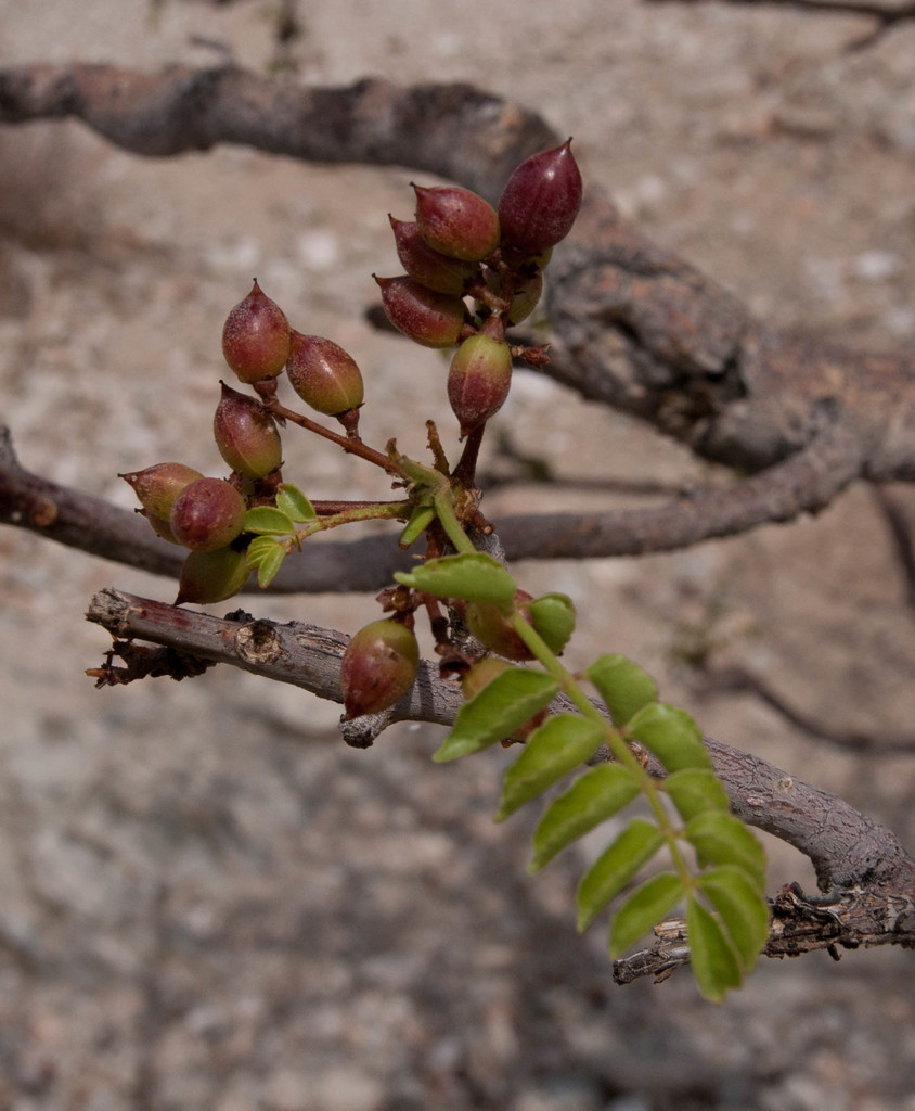 Damara Corkwood