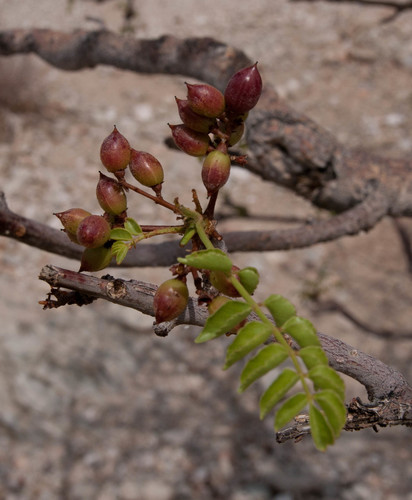 Damara Corkwood (Commiphora crenatoserrata)